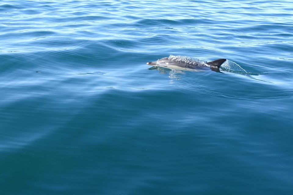 Algarve Dolphin Watching & Marine Life Eco Tour - Location and Tour Information
