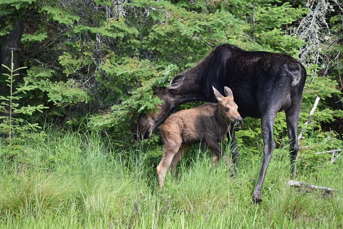 Algonquin Park Luxury 3-Day Camping & Canoeing: Moose/Beaver/Turtle Adventure - Enhanced Wilderness Experience