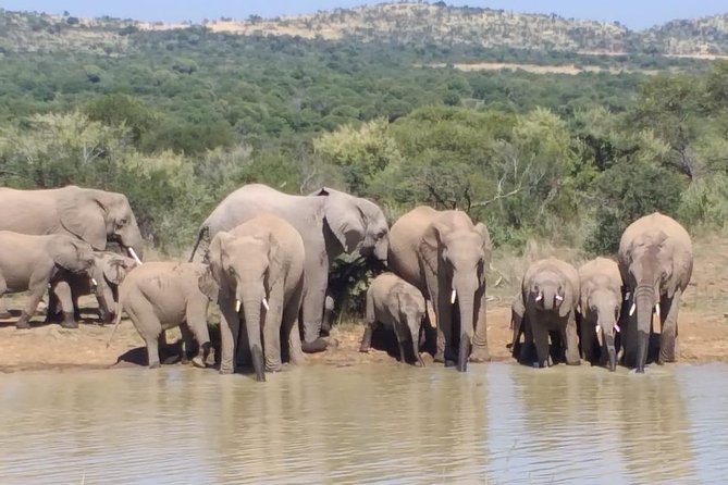 All-Day Pilanesberg National Park Safari in South Africa  - North West - Customer Support and Contact Info