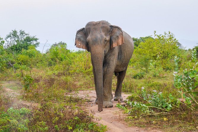 All Inclusive Udawalawa National Park Day Tour From Colombo - Contact and Support