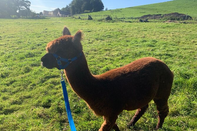 Alpaca Farm Private Tour in Tunstead Milton  - England - Common questions