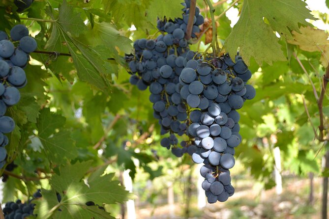 Amarone Della Valpolicella Wine Experience - Meet the Vogadori Family - Common questions