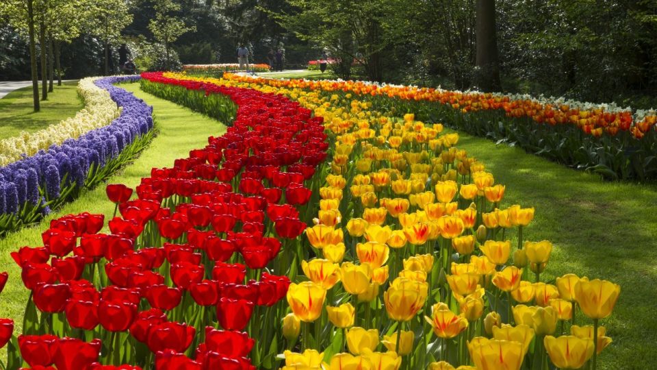 Amsterdam: Keukenhof & Tulip Experience Live Guided Day Tour - Additional Information