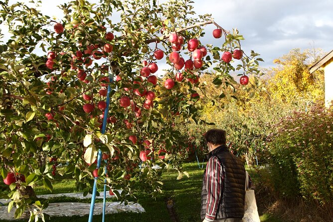 Apple Picking and Hirosaki Full Day Private Tour - Tour Restrictions