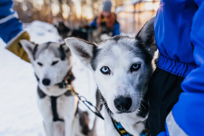 Apukka Husky Adventure in Rovaniemi - Enhancing Customer Experiences and Recommendations