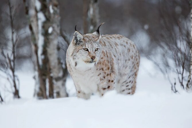 Arctic Animal Day Trip With Husky Farm, Reindeer Farm and Wildlife Park Visit - Acknowledgment and Future Improvements