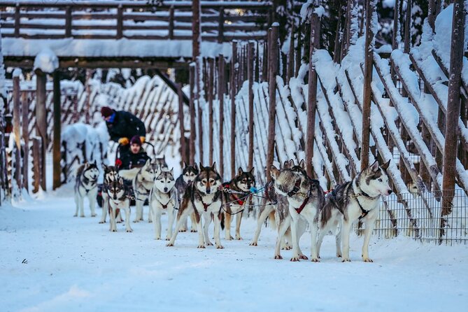 Arctic Animals Combo Safari, Reindeer and Husky Adventure - Pricing and Booking Information