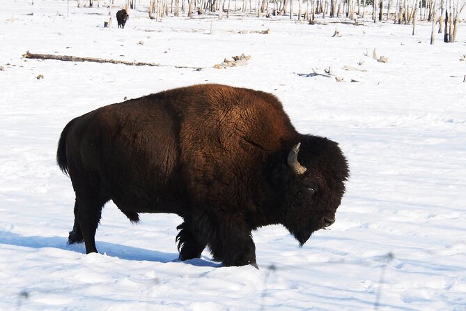 Arctic Day: Yukon Wildlife Half Day Viewing Tour - Customer Reviews