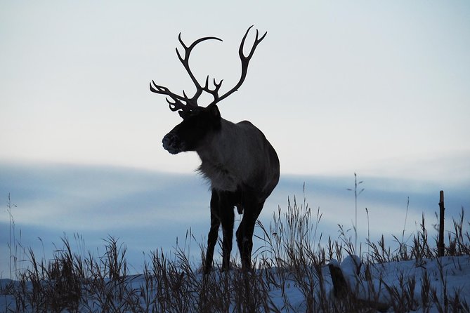 Arctic Day: Yukon Wildlife & Hot Springs Tour Half Day - Common questions