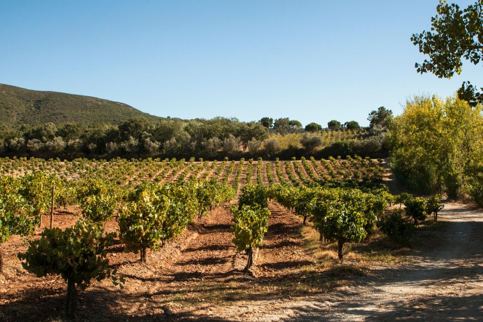 Arrábida: Full Day Tour of the Town With Wine Tasting - Additional Information