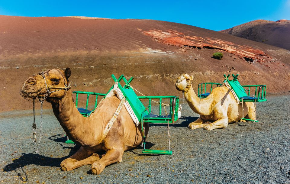 Arrecife: Timanfaya and Green Lagoon for Cruise Passengers - Review Summary