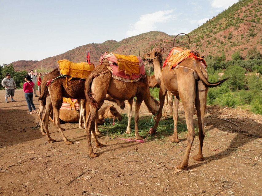 Atlas & Agafay Desert Tour, With Lunnch, Swimming and Camel - Customer Reviews