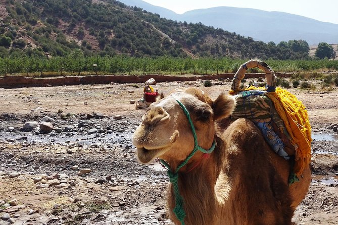 Atlas Mountains and Camel Ride Day Trip From Marrakech - Cultural Insights and Local Cuisine