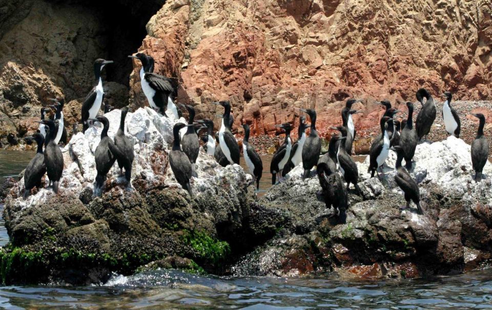 ATV Adventure Ballestas Island and Paracas National Reserve - Booking Info