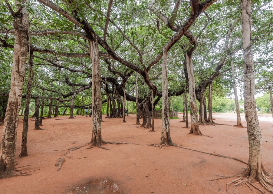 Auroville Guided Walking Tour - Additional Information