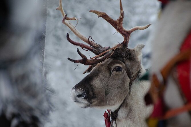 Authentic Reindeer Farm Experience in Rovaniemi - Shop for Unique Souvenirs