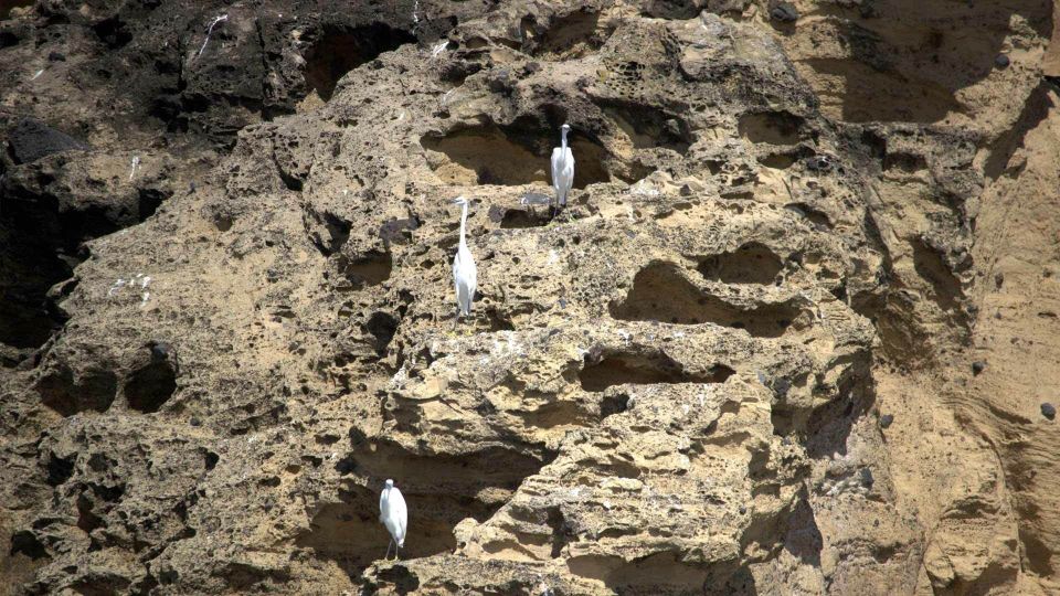 Azores Marine Birdwatching Expedition - Customer Satisfaction