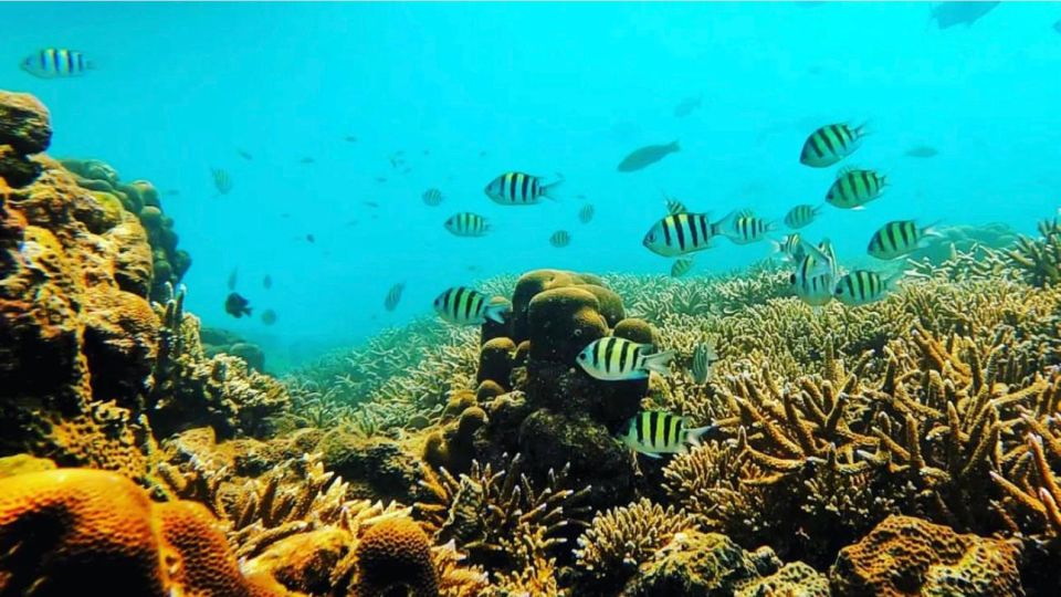 Bali: Amed, Jemeluk & Lipah Beach Snorkeling Adventure - Common questions