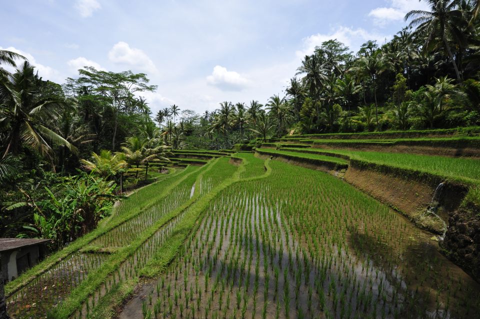 Bali: Best Sunrise Spots & Ubud Monkey Forest Private Tour - Additional Information