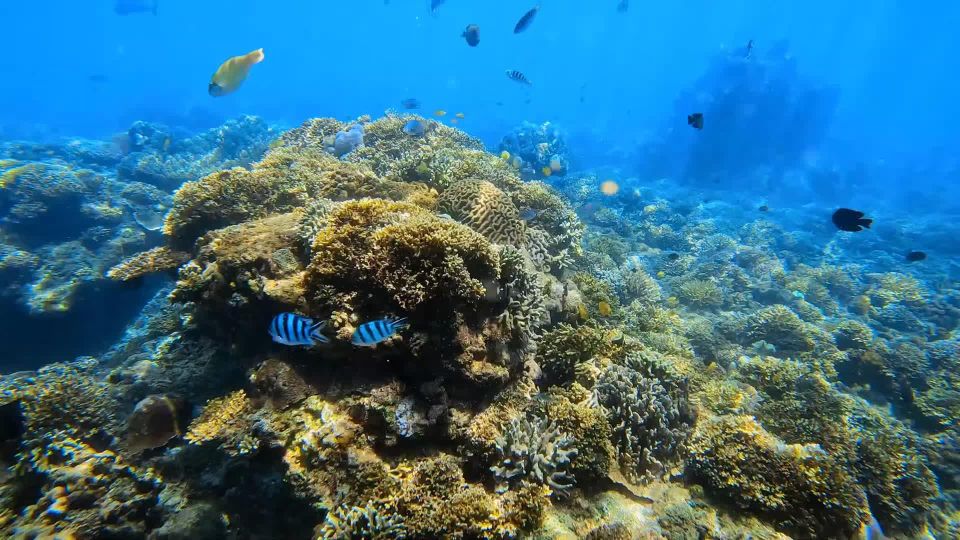 Bali: Blue Lagoon And Tanjung Jepun Snorkeling Trip - Marine Life Exploration