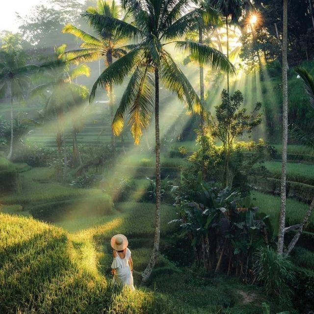 Bali: Ubud Highlights With Private Guide and Transfers - Balinese Irrigation System Exploration