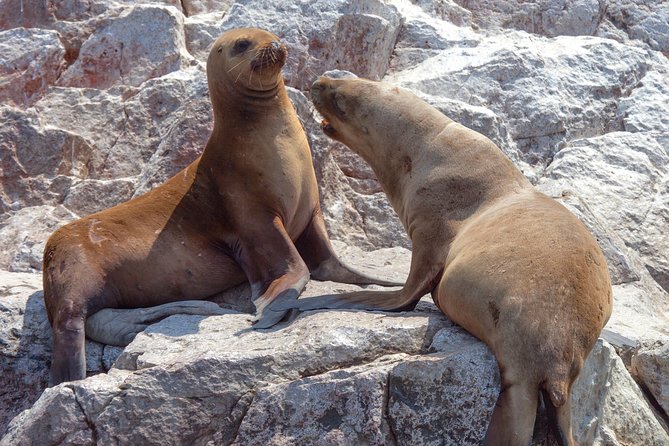 Ballestas Islands Group Tour From Paracas - Safety and Precautions