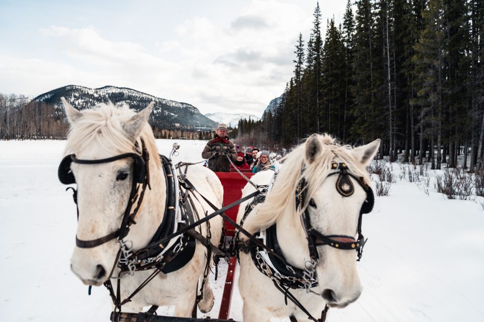 Banff: Family Friendly Horse-Drawn Sleigh Ride - Customer Reviews