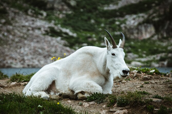 Banff Hot Springs - Gondola - Wildlife Tour From Calgary/Banff - Common questions