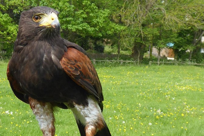 Bath City Tour & Fly a Hawk Experience - Day Tour From Bath - Cancellation Policy