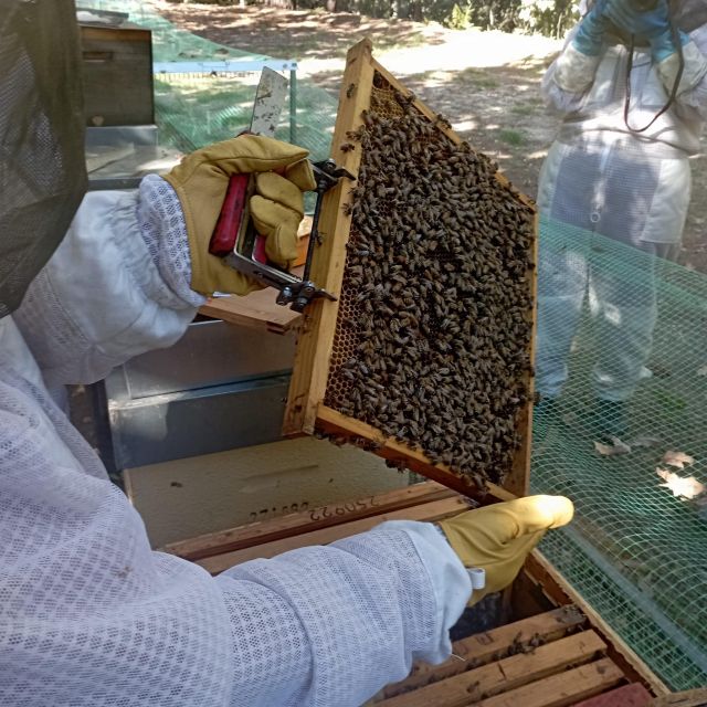 Beekeeping Tour in Amarante With Honey Tasting - Common questions
