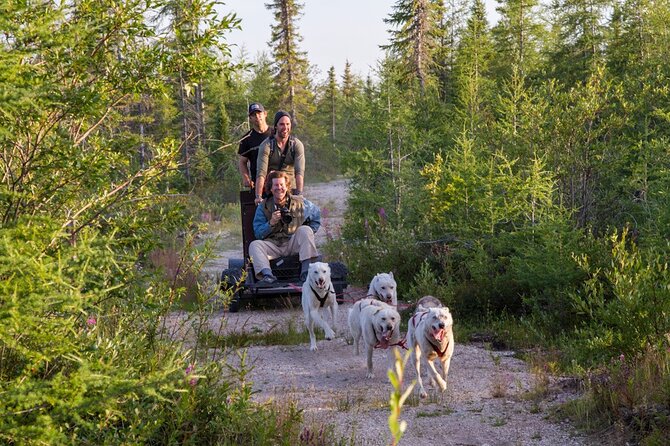 Belugas, Bears and Blooms in Churchill Manitoba - Practical Information and Tips