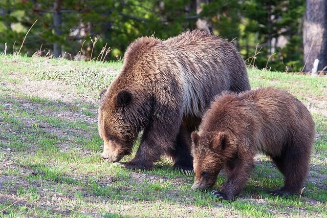 Best Of Yellowstone Full Day Natl Park Tour From Bozeman - Pricing Information