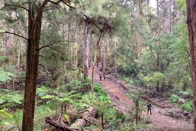 Bibbulmun Multi-Day Hike & Camp Pemberton – Northcliffe - Weather Considerations