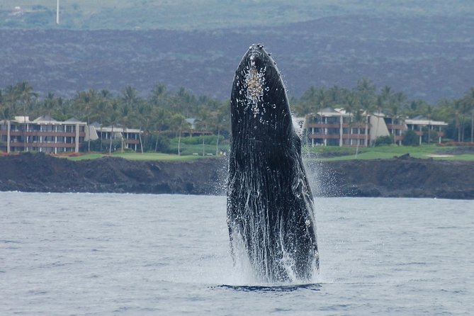 Big Island Kohala Coast Sunset Whale Watch Cruise  - Big Island of Hawaii - Whale Watching and Sunset Cruise