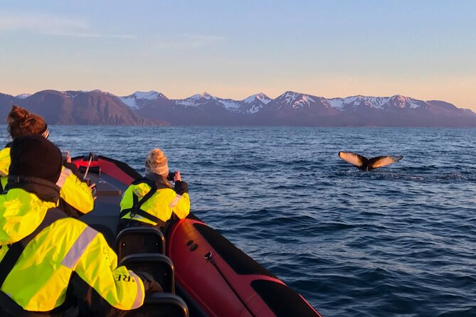 Big Whales & Puffins RIB Boat Tour From Húsavík - Departure Details
