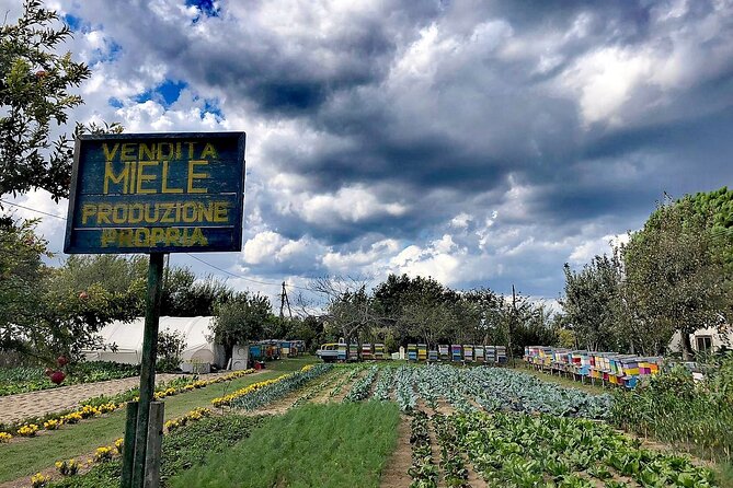 Bike Tour With Honey and Artichockes on Sant'Erasmo Island - Customer Reviews