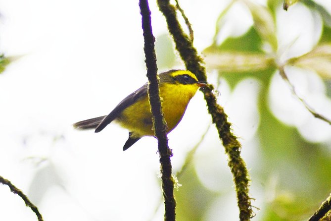 Bird Watching Doi Inthanon - Customer Support Details