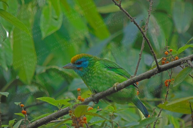 Bird Watching Tours in Sinharaja Rain Forest - Tips for Bird Watching