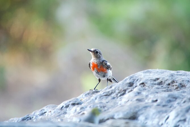 Birds of Yarnbala - Capturing Birds Through Photography