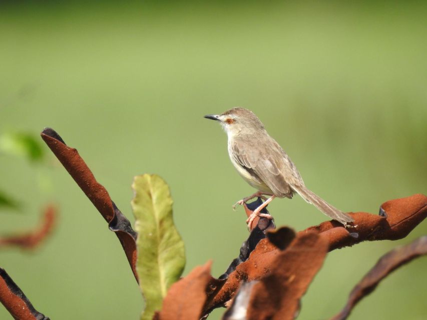Birdwatching in Kochi - Expert Guidance and Wildlife Viewing