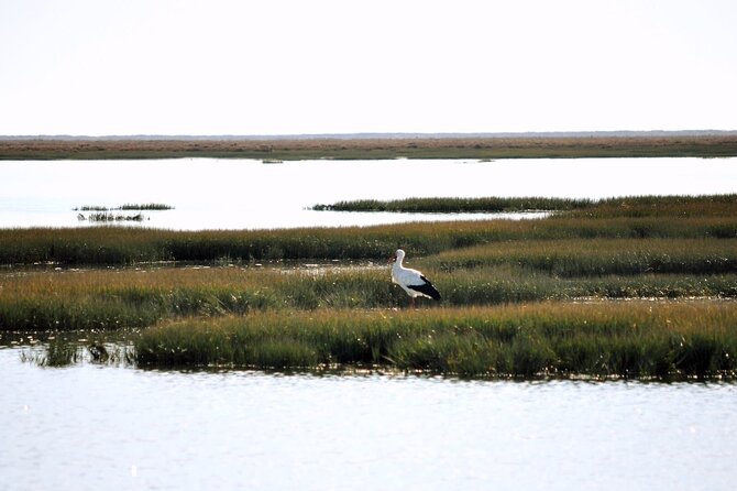 Birdwatching in Ria Formosa - Eco Boat Tour From Faro - Booking Confirmation and Preparation