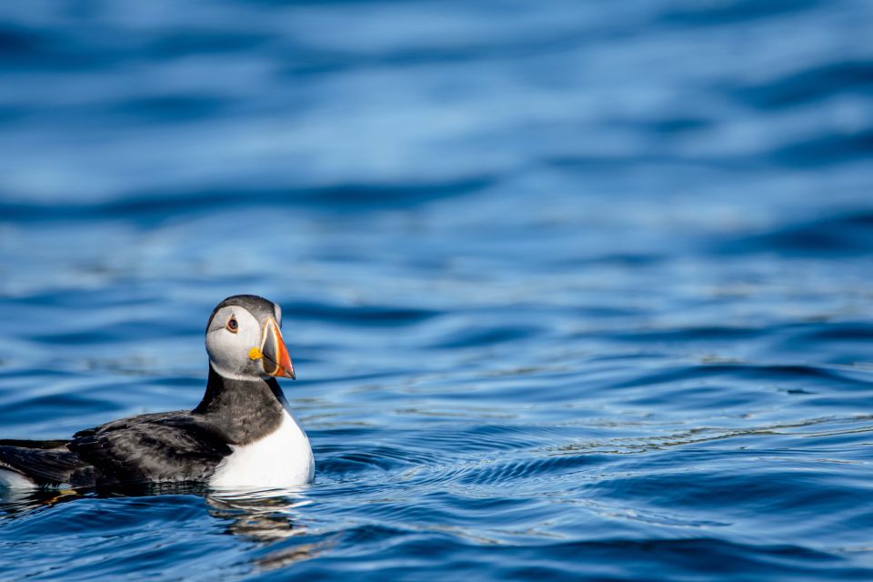 Bleik: Whale Watching Trip by Speedboat With Tea and Muffins - Booking Process and Payment Options