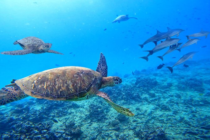 [Blue Ocean Snorkeling] Waikiki Turtle Canyon Snorkeling 6 in 1 - Positive Crew Interactions