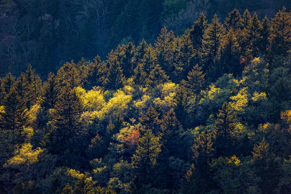 Blue Ridge Parkway: Cherokee to Asheville Driving App Tour - Directions for a Seamless Experience