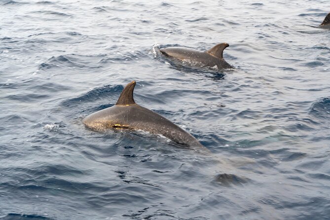 Boat Tour: Cave Tour on The North Coast - Common questions