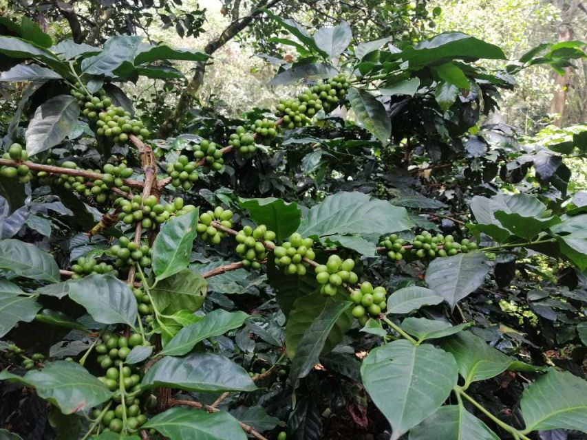 Bogotá: Colombian Coffee Tour With Farm - Transportation and Guide Ratings