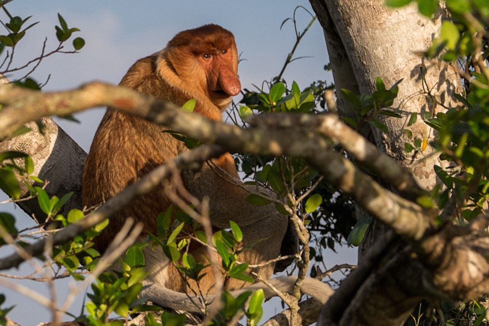 Bongawan Wetland: Proboscis Monkey and Fireflies Shared Tour - Booking Flexibility