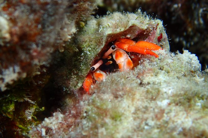 Bora Bora Private Full-Day Snorkeling Adventure - Common questions