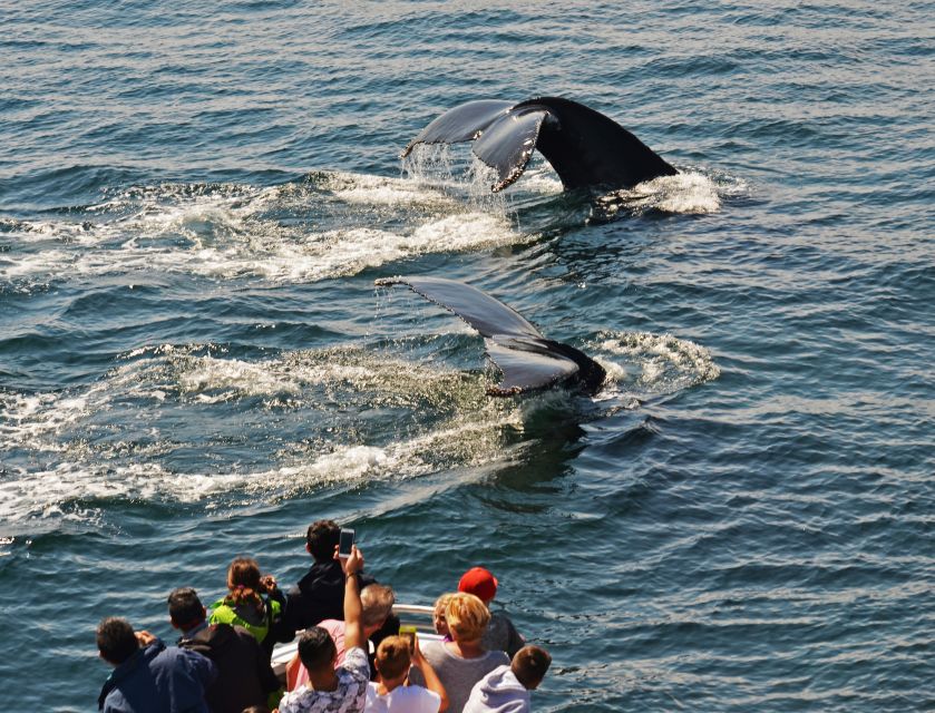 Boston: Whale Watching Catamaran Cruise - Customer Feedback