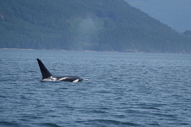 British Columbia: Salish Sea Half-Day Whale and Wildlife Tour  - Vancouver Island - Reviews Summary